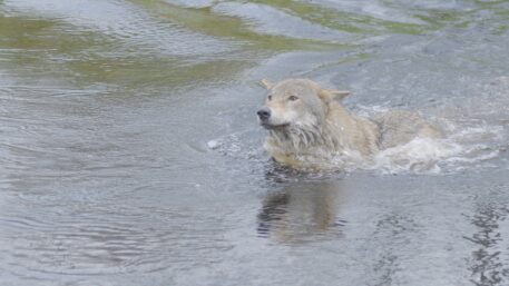 Zwemmende wolf - foto: Cees van Kempen