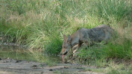 Drinkende wolvenpup - foto: Cees van Kempen