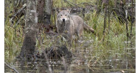 Wolf in bevermeertje - foto: Cees van Kempen