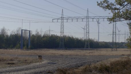 Wolf in mensenland - foto: Cees van Kempen