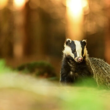 Das - foto: Johan Van Hoof
