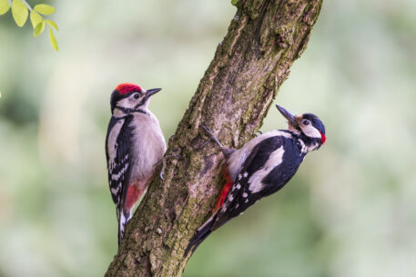 Grote bonte spechten - foto: Steven Witteveen