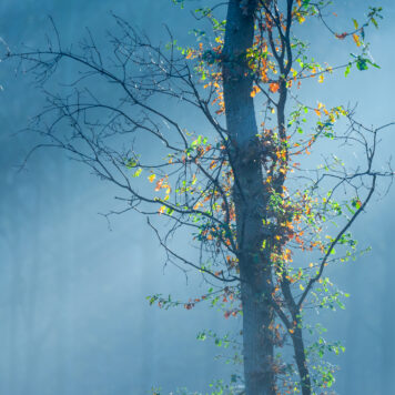 Licht in het bos - foto: Sandy Spaenhoven