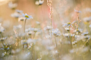 Margrieten - foto: Wim Dirckx