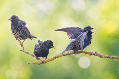 Spreeuwen - foto: Wouter Cardoen