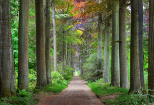 Beukendreef -foto: Alex Stemmer