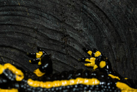 Vuursalamander - foto: Kenny De Boeck