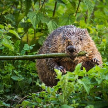 Bever - foto: Jef Pauwels