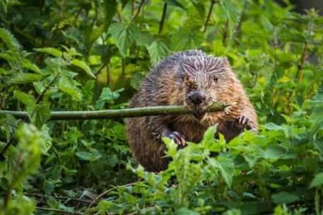 Bever - foto: Jef Pauwels