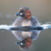 Dodaars - foto: Wim Dirckx