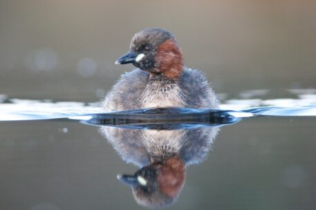 Dodaars - foto: Wim Dirckx