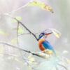 IJsvogel - foto: David Van den Broeck