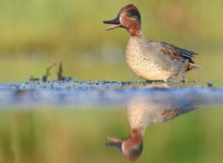 Mannetje wintertaling - foto: Hugo Willocx