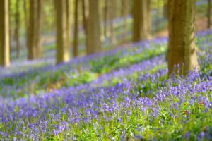 Wilde hyacinten - foto: Floris Slooff