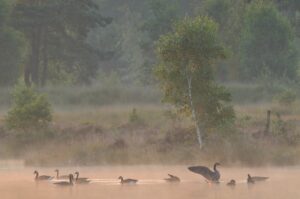 Foto: Johan van de Watering