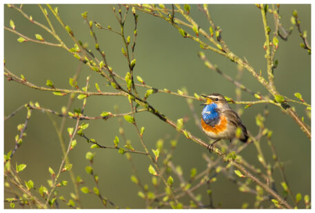 Blauwborst - foto: Marijn Heuts