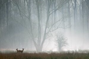 Doode Bemde - foto: Koen Delanghe