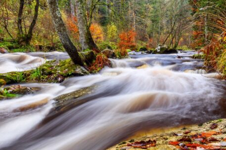 Wild water- foto: Hans Debruyne