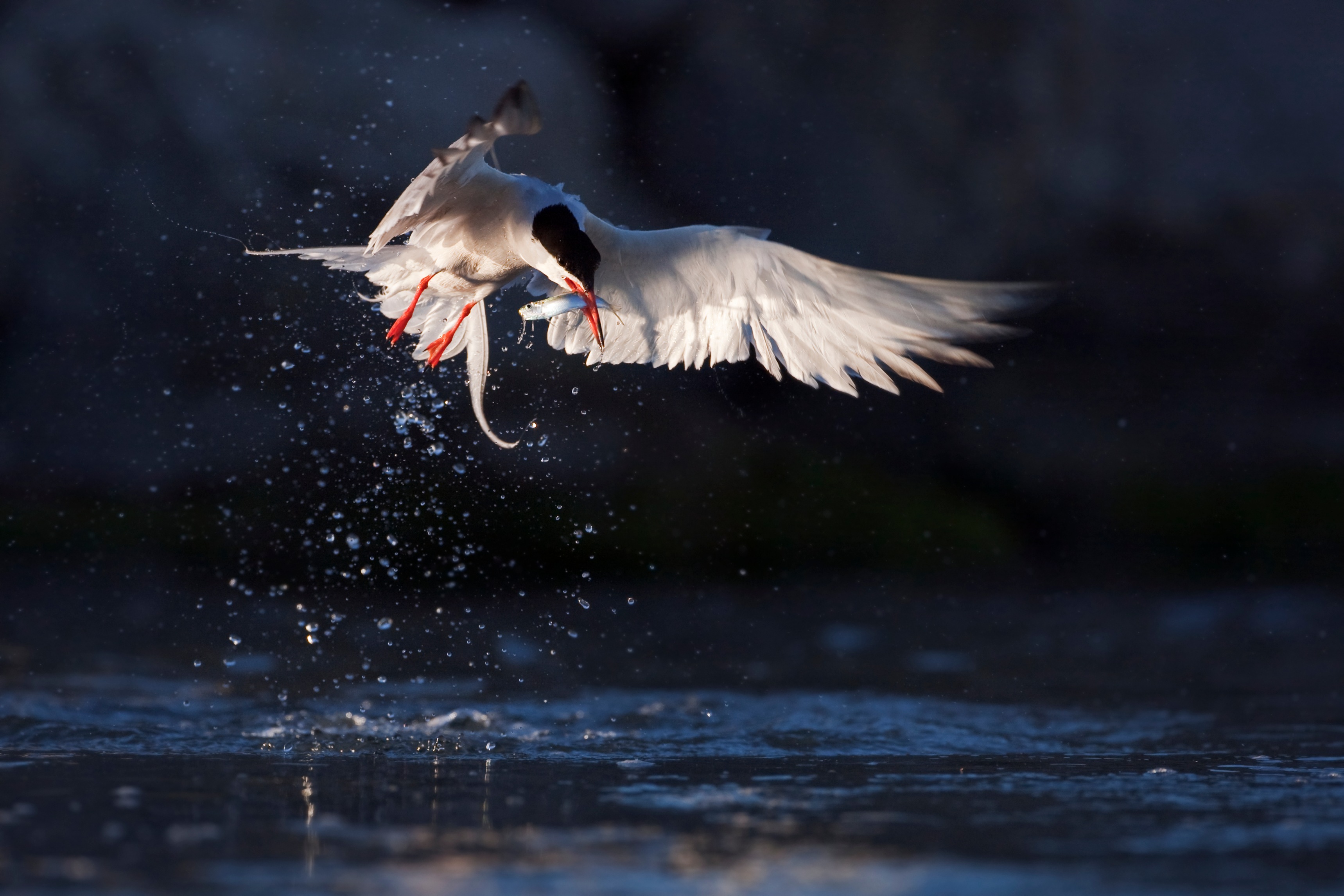 Visdiefje - foto: David Pattyn