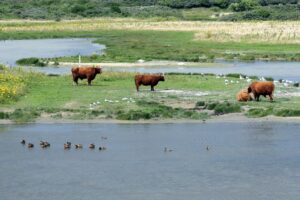 Vogels en grazers - foto: Office de Tourisme Pas de Calais