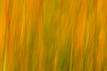 Abstract uit het veen - foto: Hans Debruyne