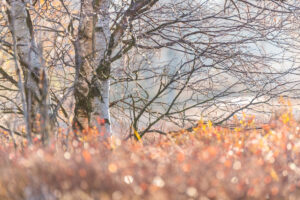 Herfst in het veen - foto: Hans Debruyne