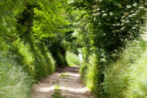 Holle weg - foto: Jeroen Mentens