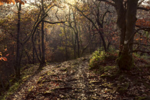 Foto: Hans Debruyne