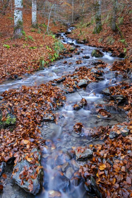 Ruisseau du Foy - foto: Hans Debruyne