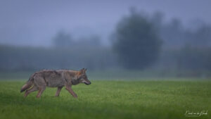 Wolf - foto: David Van den Broeck