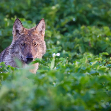 Wolf - foto: Jochen Lambrechts