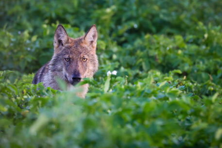 Wolf - foto: Jochen Lambrechts