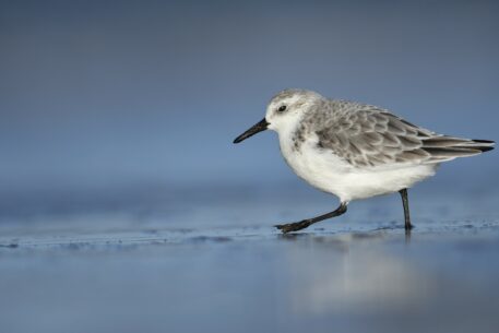 Drieteenstrandloper - foto: Edouard Geelhand