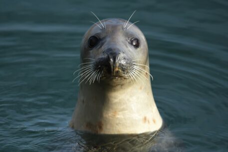 Grijze zeehond - foto: Edouard Geelhand