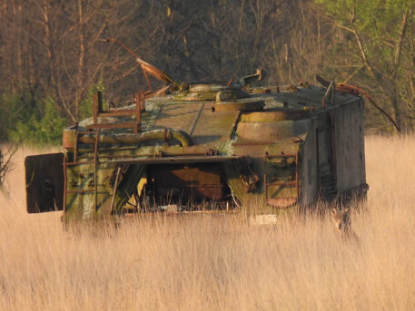 Wolf bij oude tank