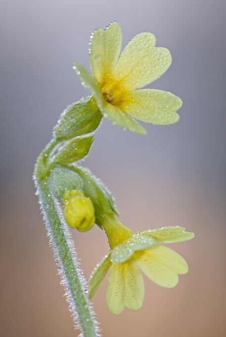 Sleutelbloem- foto: Daniël Bols