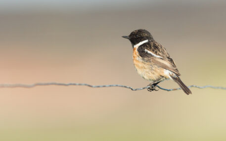 Roodborsttapuit - foto: Jens Goos