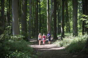 Spijkerbos - foto: Toerisme Oost-Vlaanderen