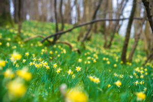 Wilde narcissen - foto: Tom Linster