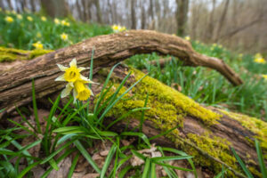 Wilde narcissen - foto: Tom Linster