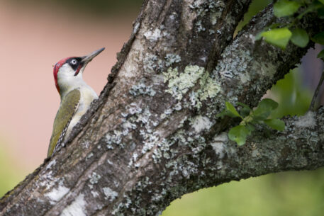 Groene specht - foto: Wim Dirckx