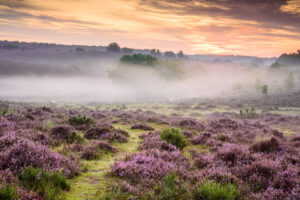 Herikhuizerveld - foto: Ellen van den Doel