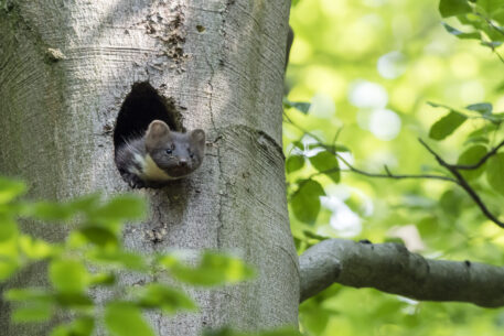 Boommarter - foto: Ronald Stiefelhagen