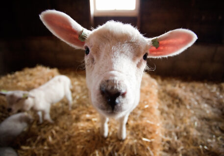 Schaap - foto: Patrick de Graaf