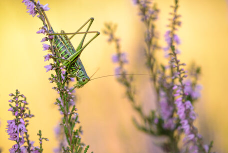 Sprinkhaan op struikheide - foto: Vincent de Jong