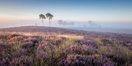 Heide - foto: Luc Poppelaars