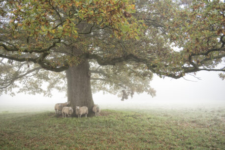 Eenzame eik - foto: Riet Oldenboom