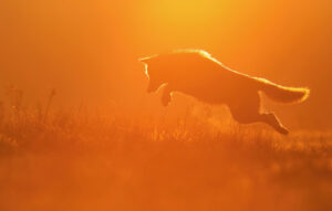 Wolf - foto: Thijs Glastra