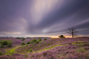 Herikhuizerveld - foto: Antwan Janssen