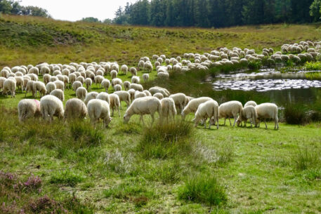 Veluwse heideschapen - foto: Jan Lafeber